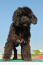 Portugalski pies wodny stoi wysoko, prezentując swoją wspaniałą, gęstą, ciemną sierść
