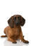 Bawarski pies górski leży i pokazuje swoje piękne uszy