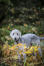 Piękny, mały bedlington terrier bawiący się na dworze