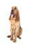 Zdrowy dorosły bloodhound siedzący na baczność