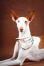 ładny pies ibizański z pięknymi, dużymi uszami i spiczastą głową