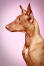 Piękny profil zdroweGo, dorosłeGo psa rasy pharaoh hound