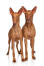 Dwa zdrowe, młode pharaoh houndy cierpliwie czekające na uwagę
