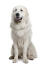 Pirenejski pies górski o gęstej, miękkiej, białej sierści, dyszący