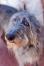 Uroczy deerhound, który pokazuje, że nawet duże psy mają swoją uroczą stronę