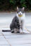Kot amerykański krótkowłosy z żółtą obrożą siedzący na tarasie