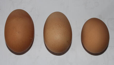 Różne rozmiary jajek od 3 moich byłych dziewczyn z baterii