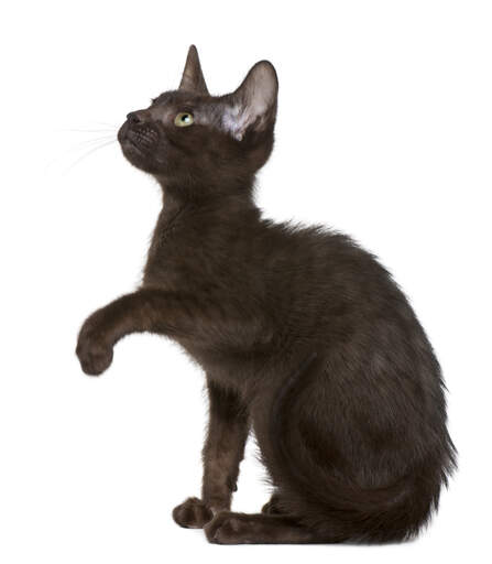 Kotek w kolorze ciemneGo brązu hawańskieGo podnoszący łapkę