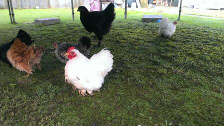 Kilka z mojego stada, White Pekin (kogut i kura), Black Pekin, Frizzle Serama i Black Brahma