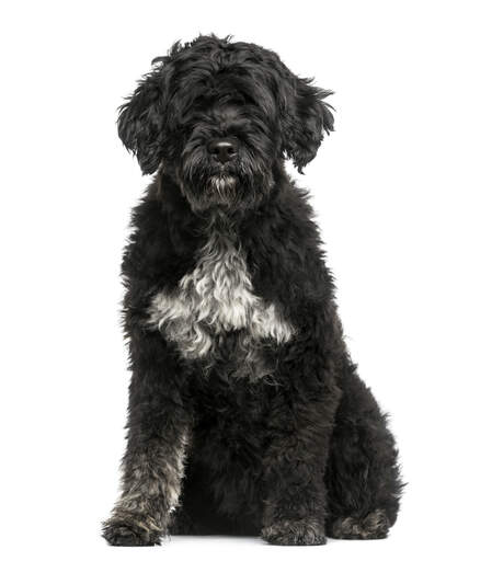 Uroczy, puszysty, czarny portugalski pies wodny