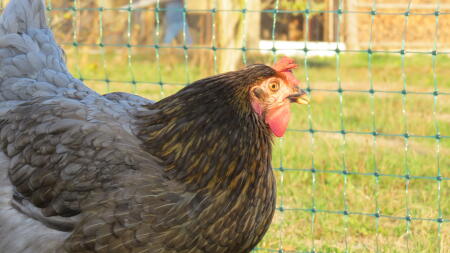 Kurczak przyglądający się ogrodzeniu Omlet 