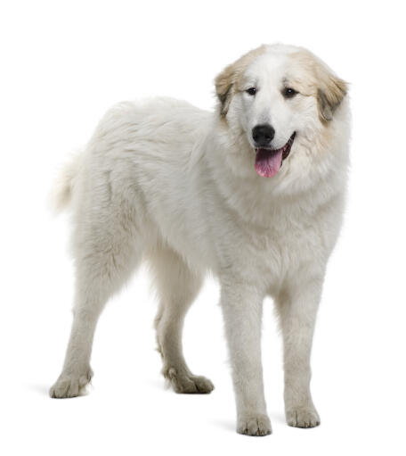 Piękny pirenejski pies górski o zdrowej, gęstej, białej sierści