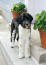Piękny czarno-biały portugalski pies wodny o niewiaryGodnie wysokich nogach