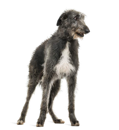 Piękny deerhound szkocki stoi na baczność na swoich pięknych, wysokich nogach