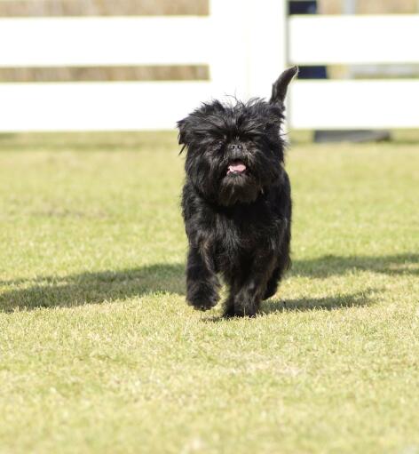 Szczęśliwy mały affenpinscher biegający po trawie