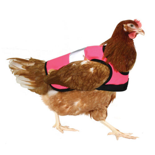Kurczak w różowej kamizelce odblaskowej