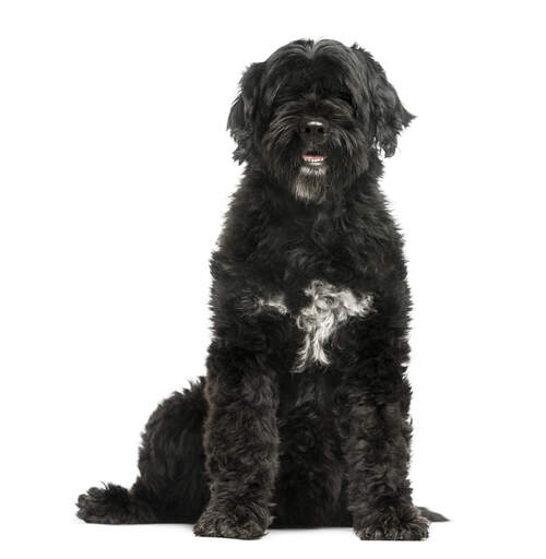 Zdrowy, dorosły portugalski pies wodny o wspaniałej, gęstej, czarnej sierści