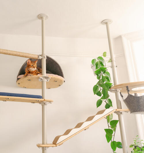 Kot siedział wysoko na platformie przymocowanej do kryteGo drzewka dla kota Freestyle.