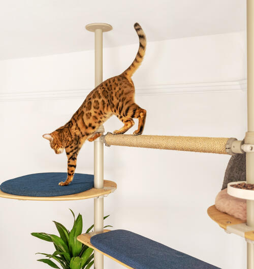 Kot wskakujący na niebieską platformę przymocowaną do drapaka Freestyle.