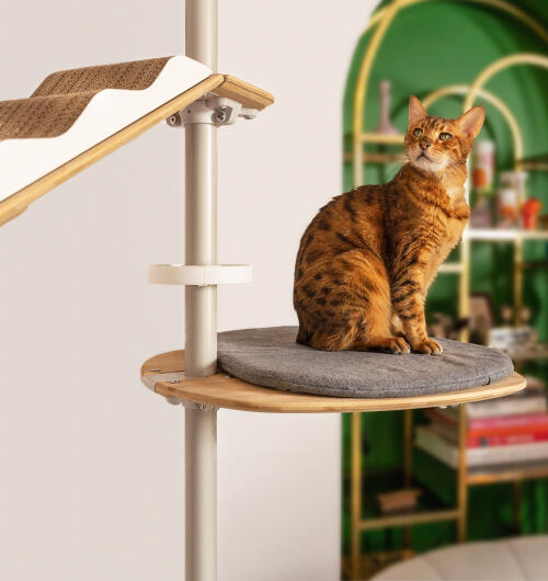 Kot usiadł na szarej platformie przymocowanej do kryteGo drzewka dla kota Freestyle.