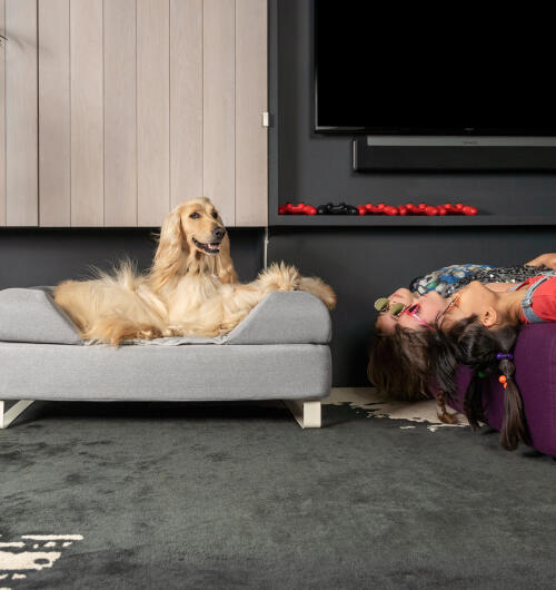 Chart afgański siedzi na leGowisku dla psa z pianki z pamięcią kształtu Topology z konfigurowalnym podbiciem i białymi nóżkami. trzy dziewczynki leżą do góry nogami na sofie obok.