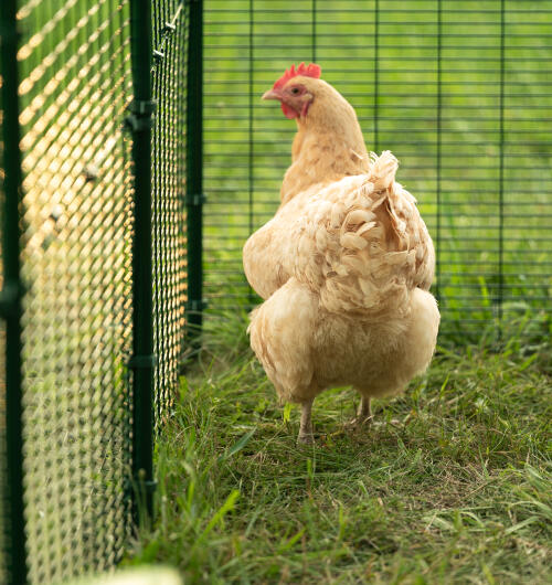 Zbliżenie na Golden hen inside Omlet walk in run.
