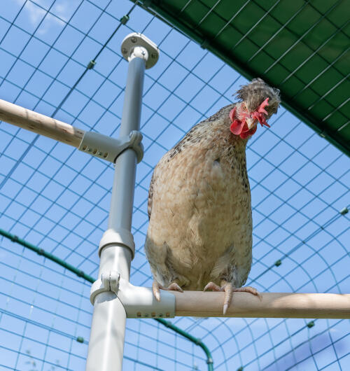 Zbliżenie kurczaka siedząceGo na Poletree grzęda dla kurczaka wewnątrz wybiegu.