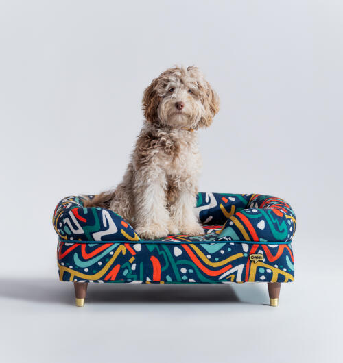 Puszysty pies siedzący w kolorowym leGowisku z poduszką