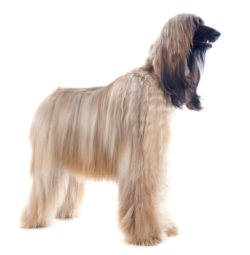 Pies afgański o blond włosach, stojący wysoko