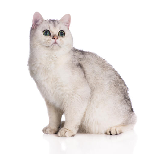 Kot brytyjski krótkowłosy o umaszczeniu z włosem w szpic