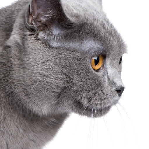 Profil kota chartreux o bursztynowych oczach