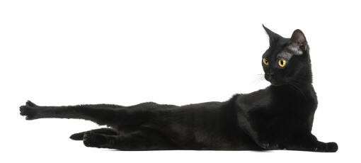 Atletyczny kot bombajski wyciągnięty na podłodze