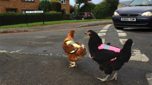 Kurczaki w jaskrawych kolorach na drodze