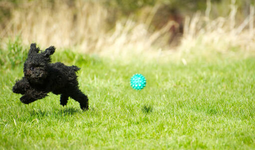 Mały, czarny pudel zabawka biegnący po trawie za piłką