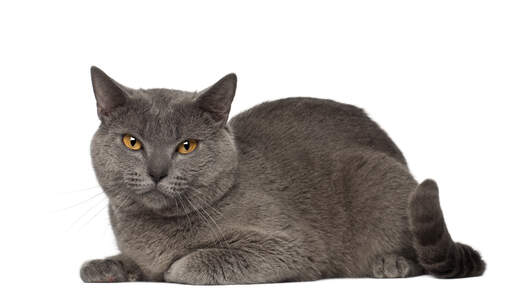 Pluszowy kot chartreux w pozycji leżącej