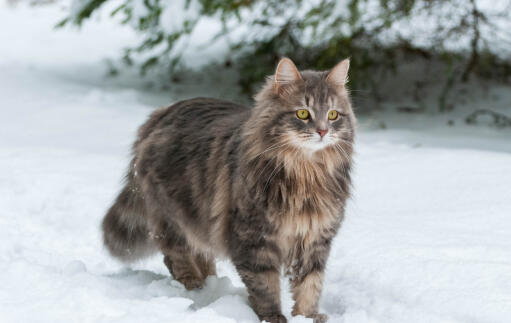 Kot syberyjski na zewnątrz Snow