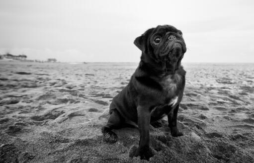 Czarno-biały kundel siedzi grzecznie na piasku i czeka na komendę