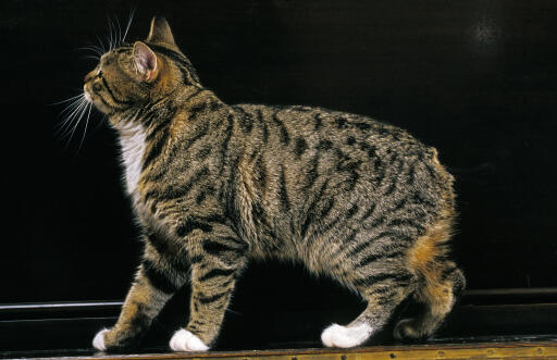 Kot tabby manx profil boczny na ciemnym tle