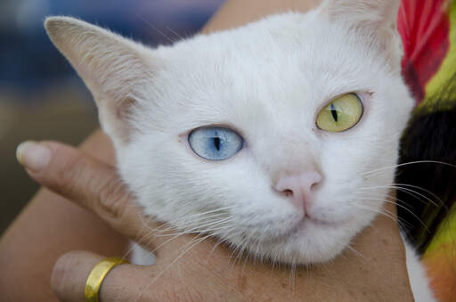 ładny kot khao manee z jednym żółtym i jednym niebieskim okiem
