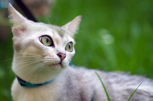 Młoda burmilla kot w trawie