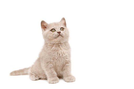 Kotek brytyjski krótkowłosy colourpoint siedzący na białym tle