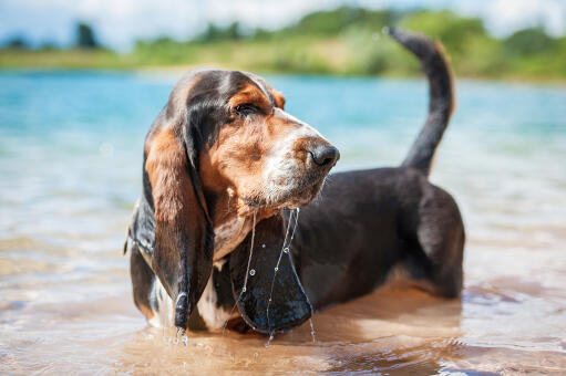Dorosły pies rasy basset, cieszący się wodą
