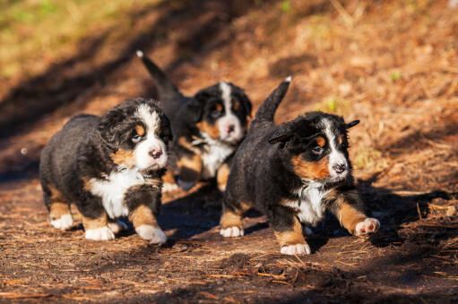 Trzy urocze, małe psy rasy berneński pies górski biegające na zewnątrz