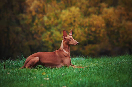 Wspaniały dorosły pies faraona odpoczywający, leżący starannie w trawie