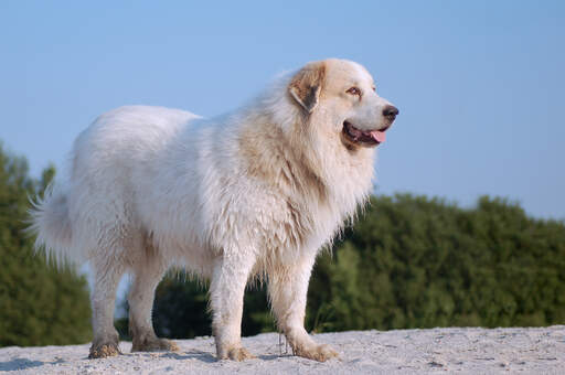 Zdrowy, silny, dorosły pirenejski pies górski stojący wysoko