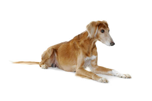  GorGeous brown and white saluki with lovely soft coat and floppy ears
