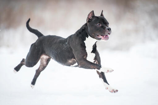 Muskularny staffordshire bull terrier biegnący przez Snow