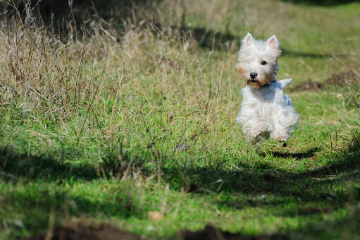 Zdrowy, młody west highland terrier biegający po trawie