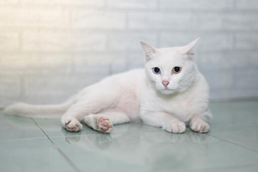 Kot khao manee leżący na podłodze wyłożonej płytkami