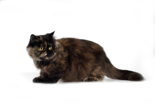 Tortie perski kot dymny profil boczny na białym tle